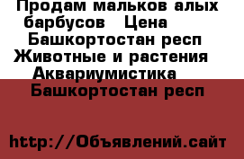 Продам мальков алых барбусов › Цена ­ 20 - Башкортостан респ. Животные и растения » Аквариумистика   . Башкортостан респ.